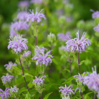 Bergamot benefits for hair